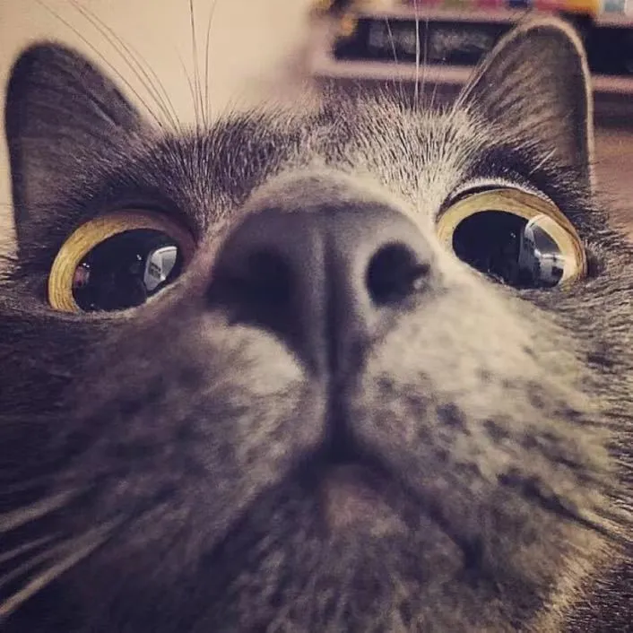 Profile Image of the Author